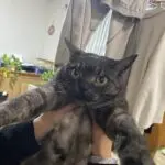 popoplantsのアバター