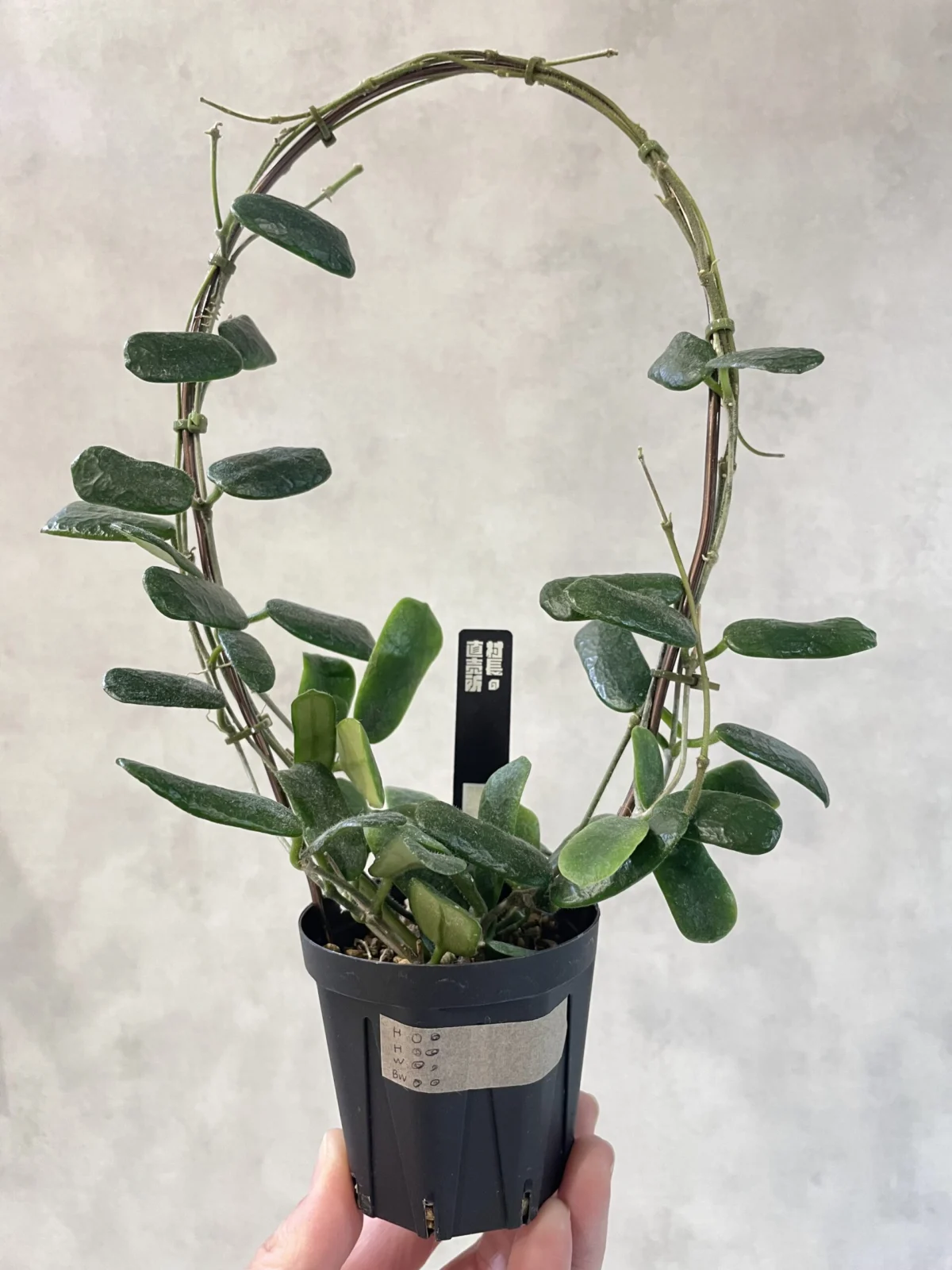 ホヤ　ロツンディフォリア