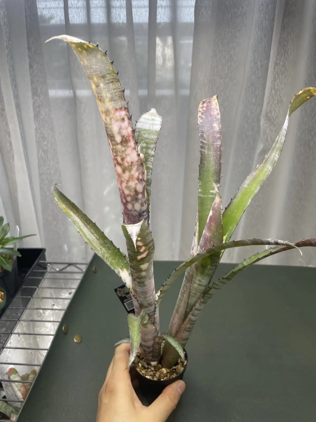 ビルベルギア　パイプライン