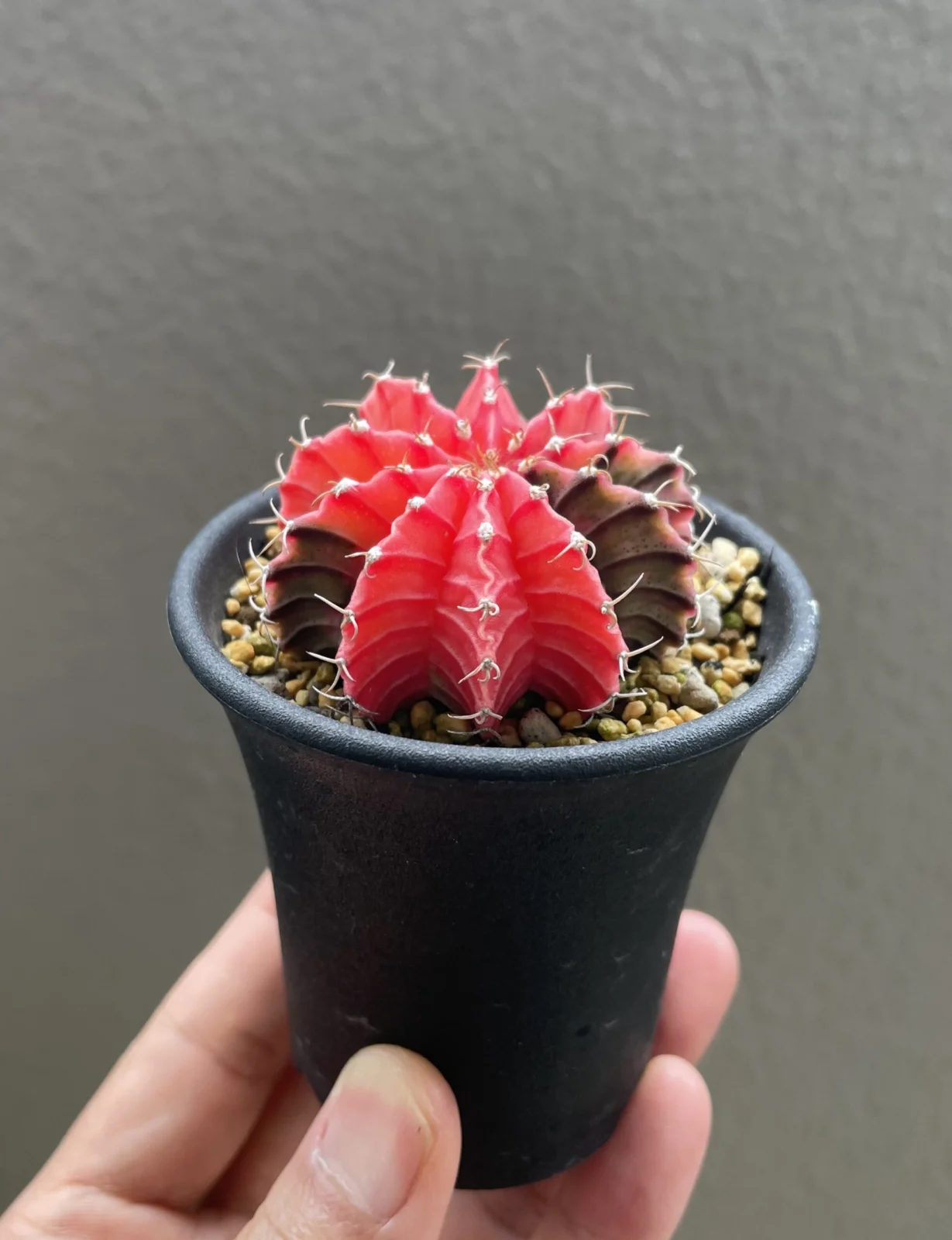 ギムノカリウム　ミハノビッチ　バリエガータ