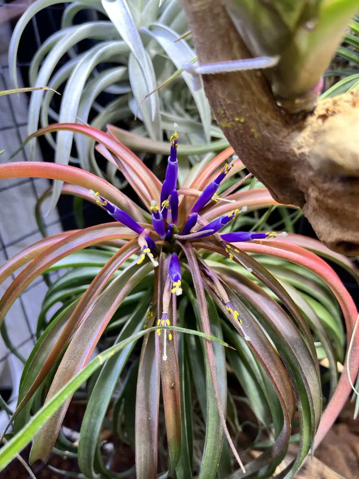 チランジア　ブラキカウルス　花