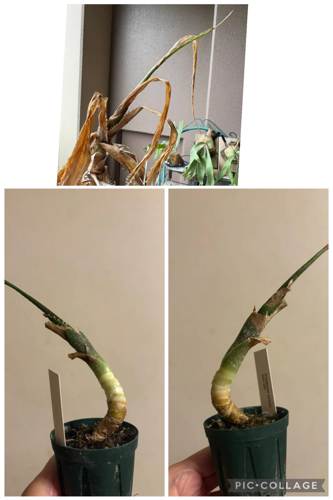 オルソフィツム ゲルケニー