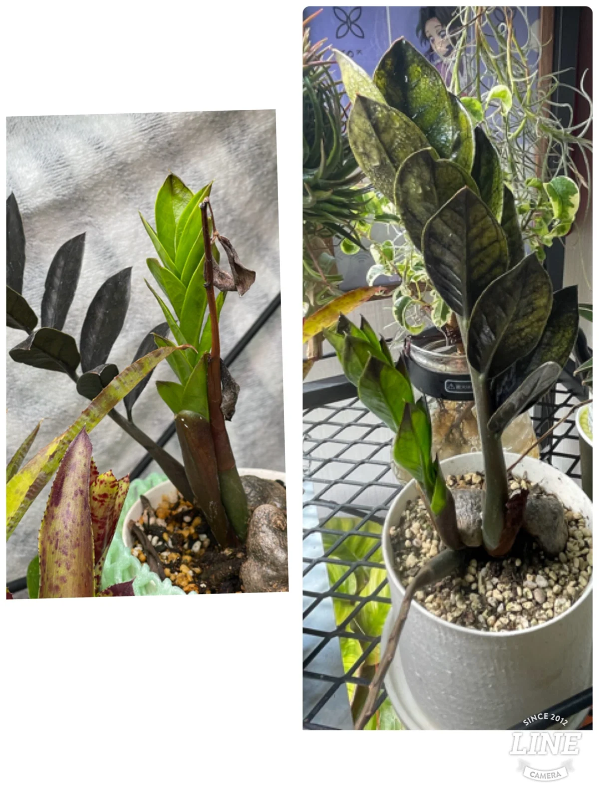 ザミオクルカス　レイヴン