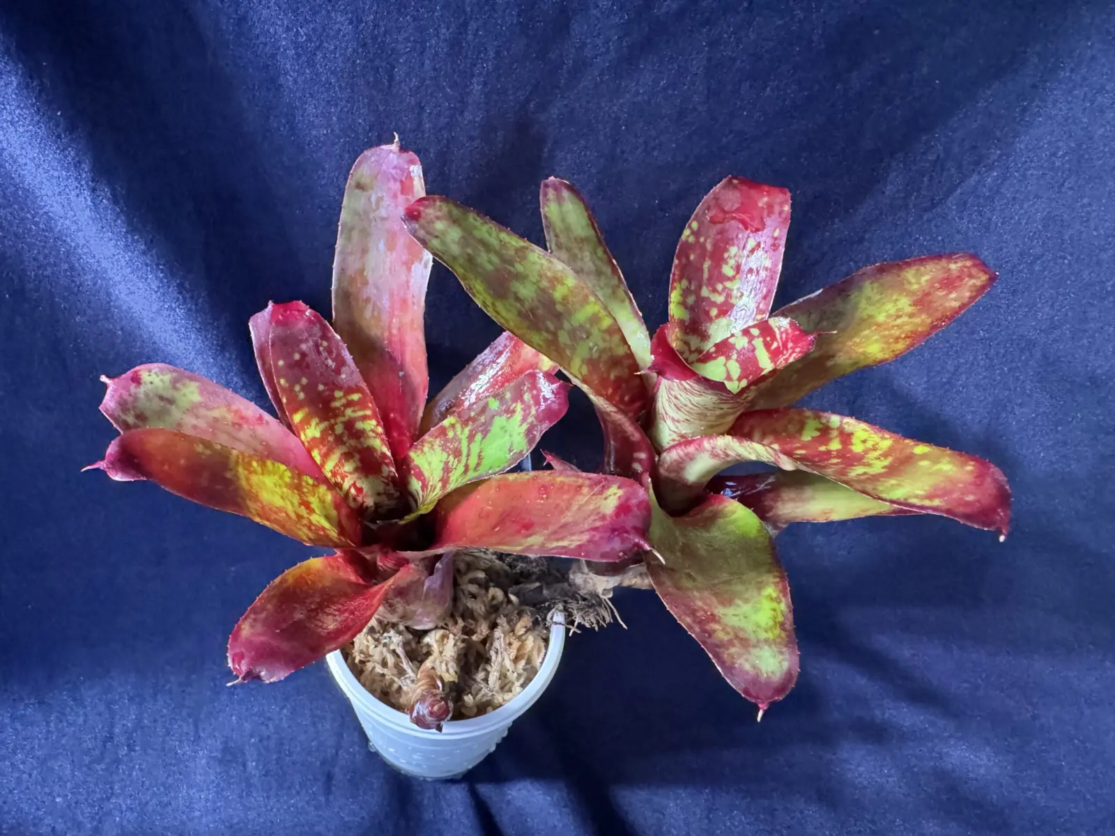 ネオレゲリア リリープー