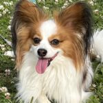 xgizgizのアバター