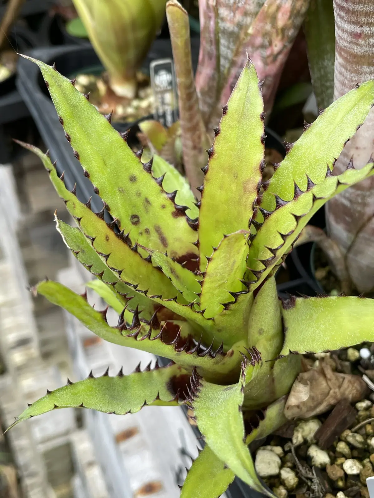 カニストラム　トリアングラレ　スパイニー