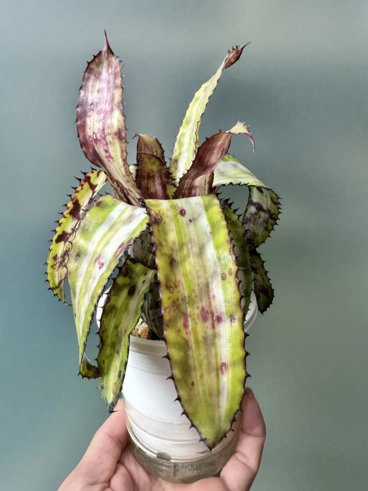 エクメア　バート斑入り