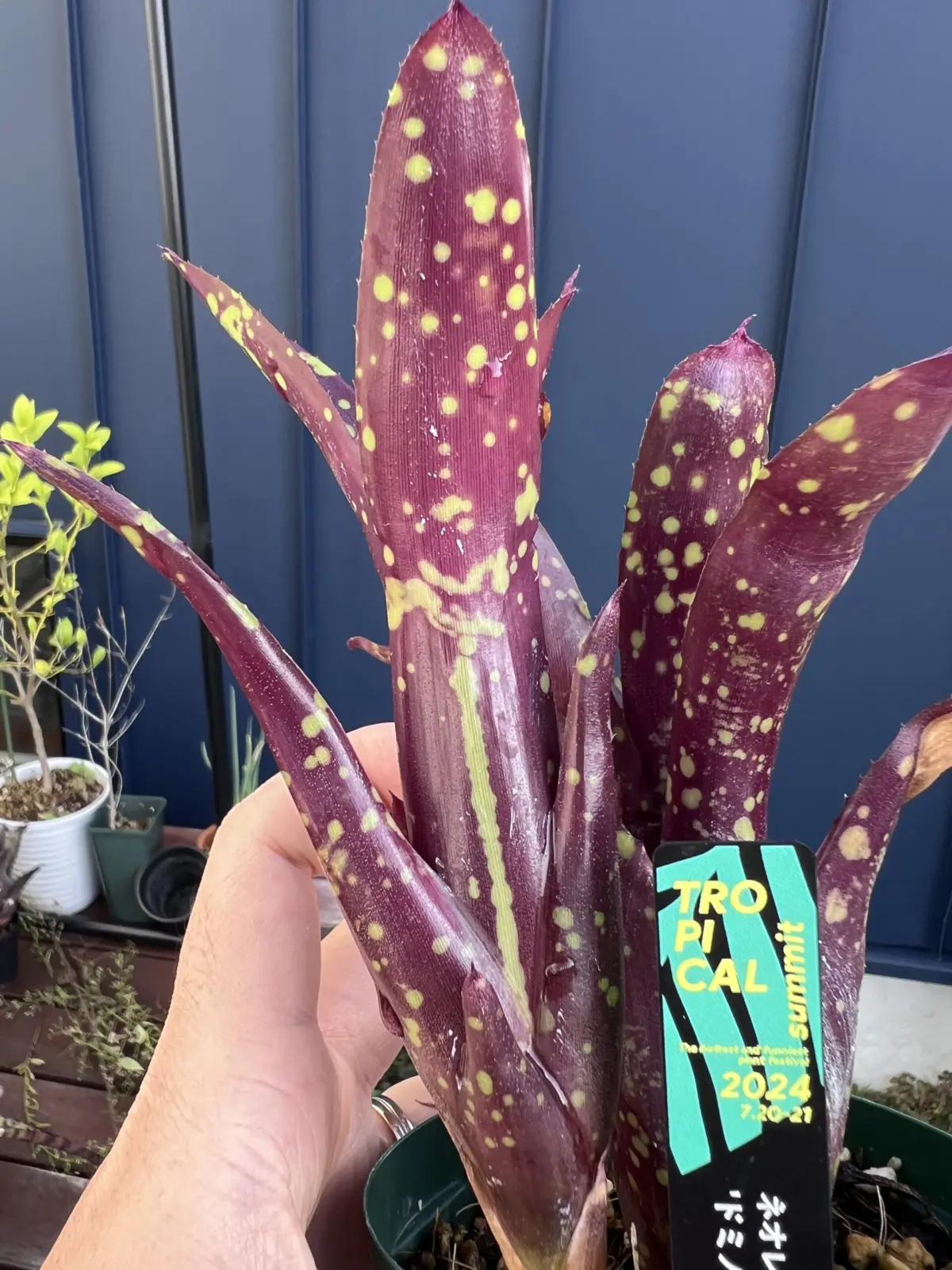 ネオレゲリア　ドミノ