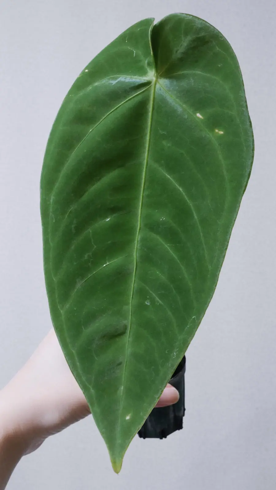 アンスリウム　マルモラトゥム