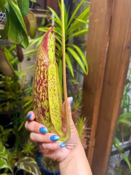 ネペンテス ダイエリアナ (食虫植物)