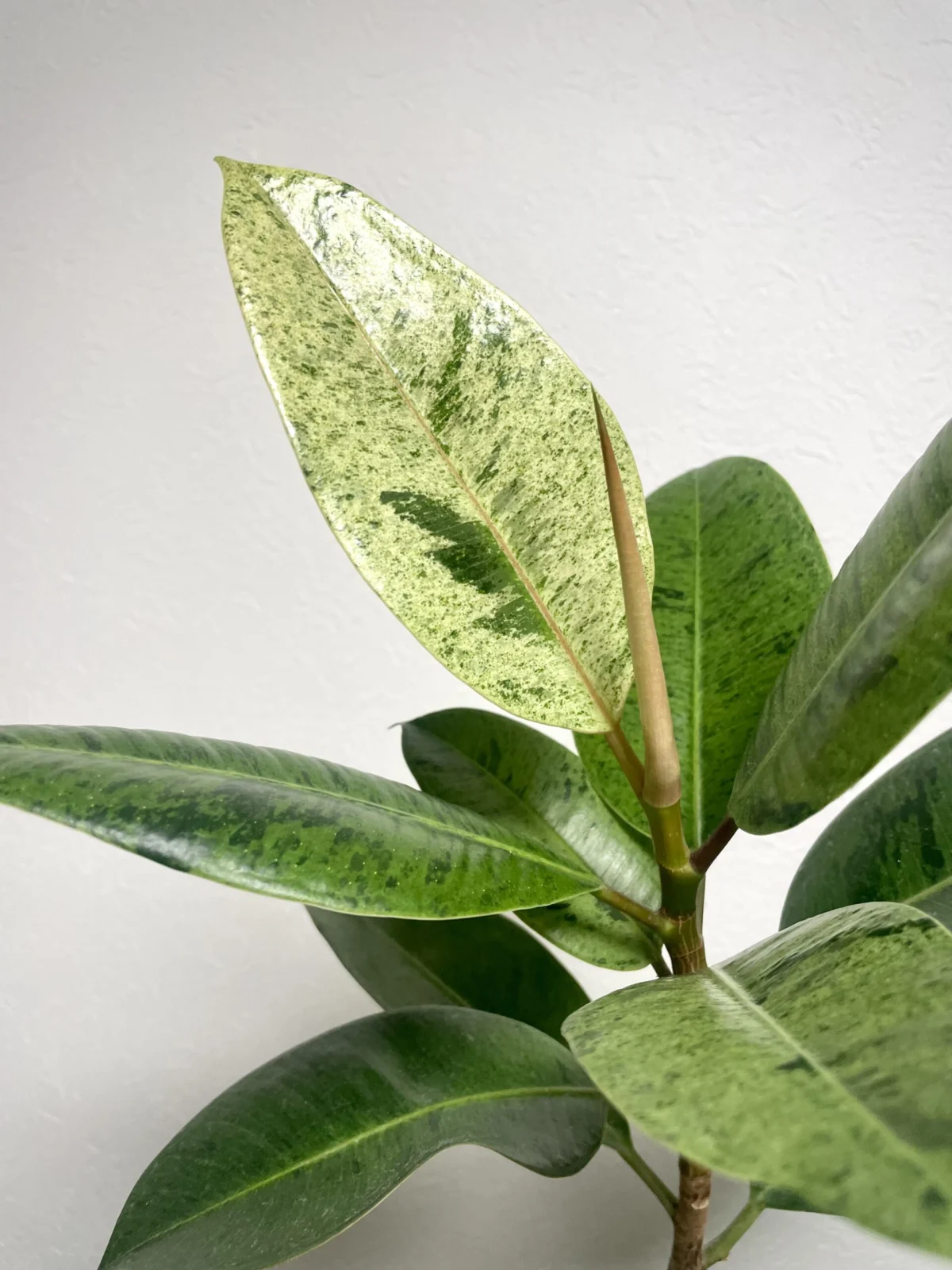 フィカス　ジン