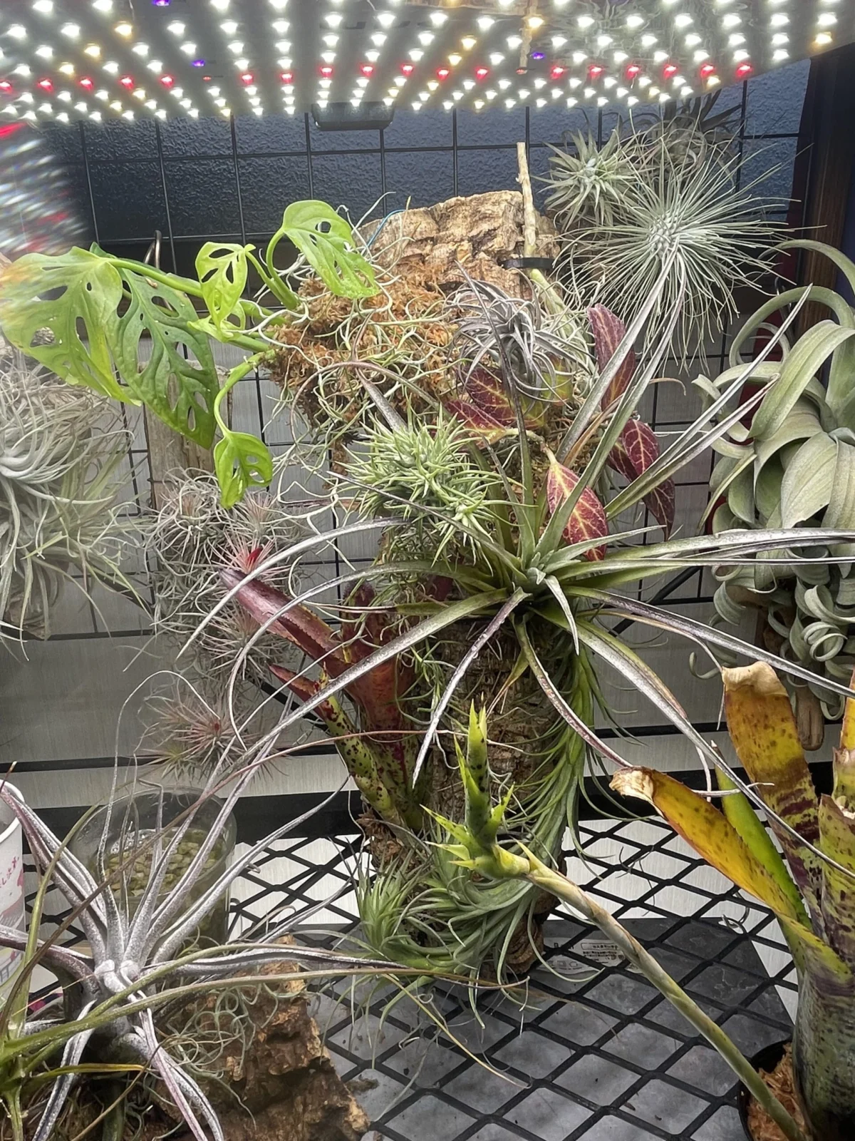 ネオレゲリア　etc着生