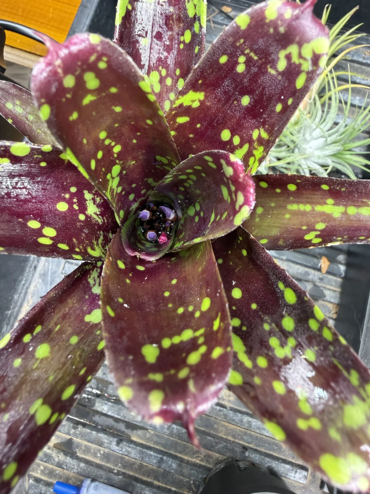 ネオレゲリア　ドミノ　花