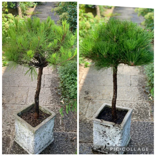 マツ　スタンダード仕立て　