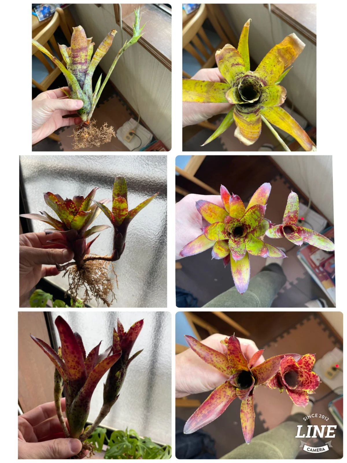 パウシフローラジャイアント　リリプー　チアーズ