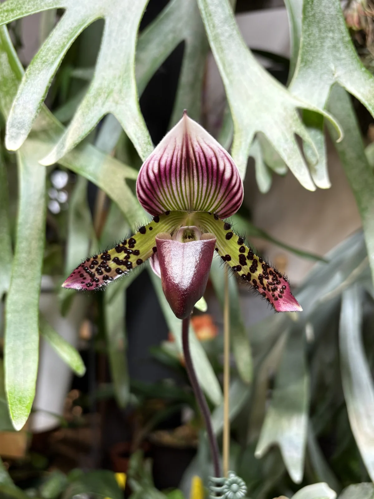 パフィオペディラム