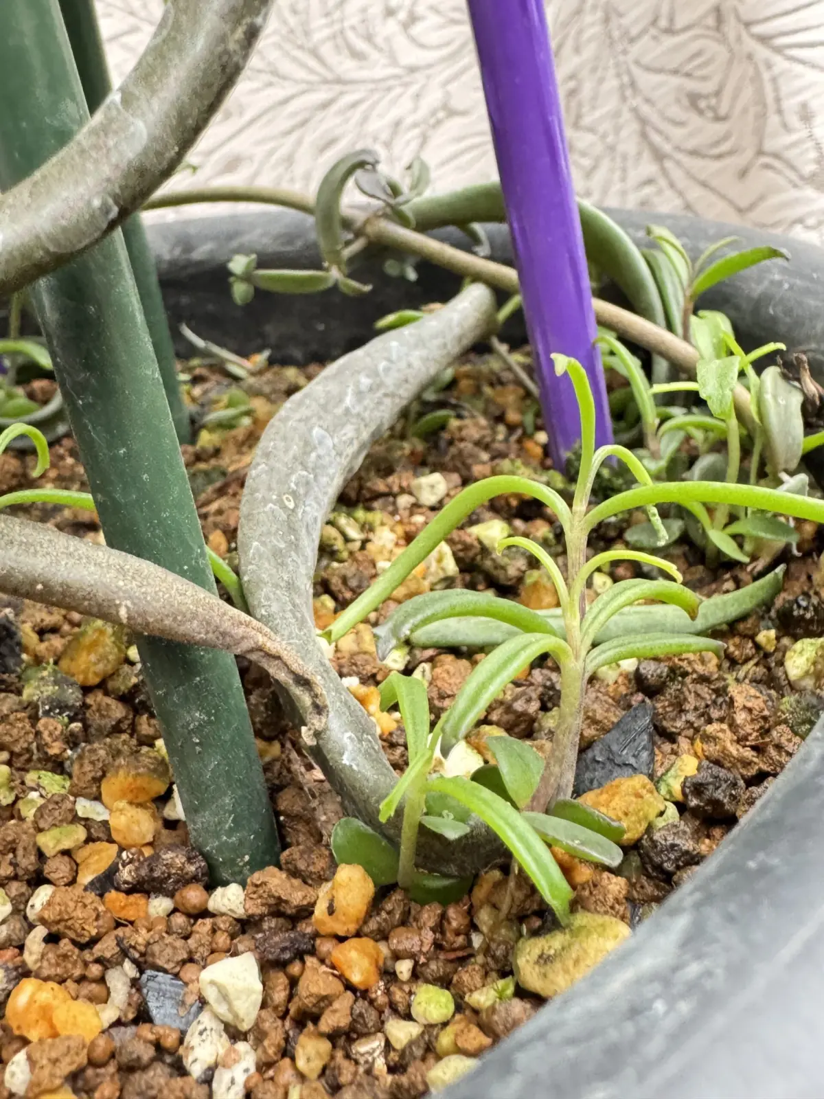 カランコエ　ボーベルディ　葉挿し　発芽　多肉植物