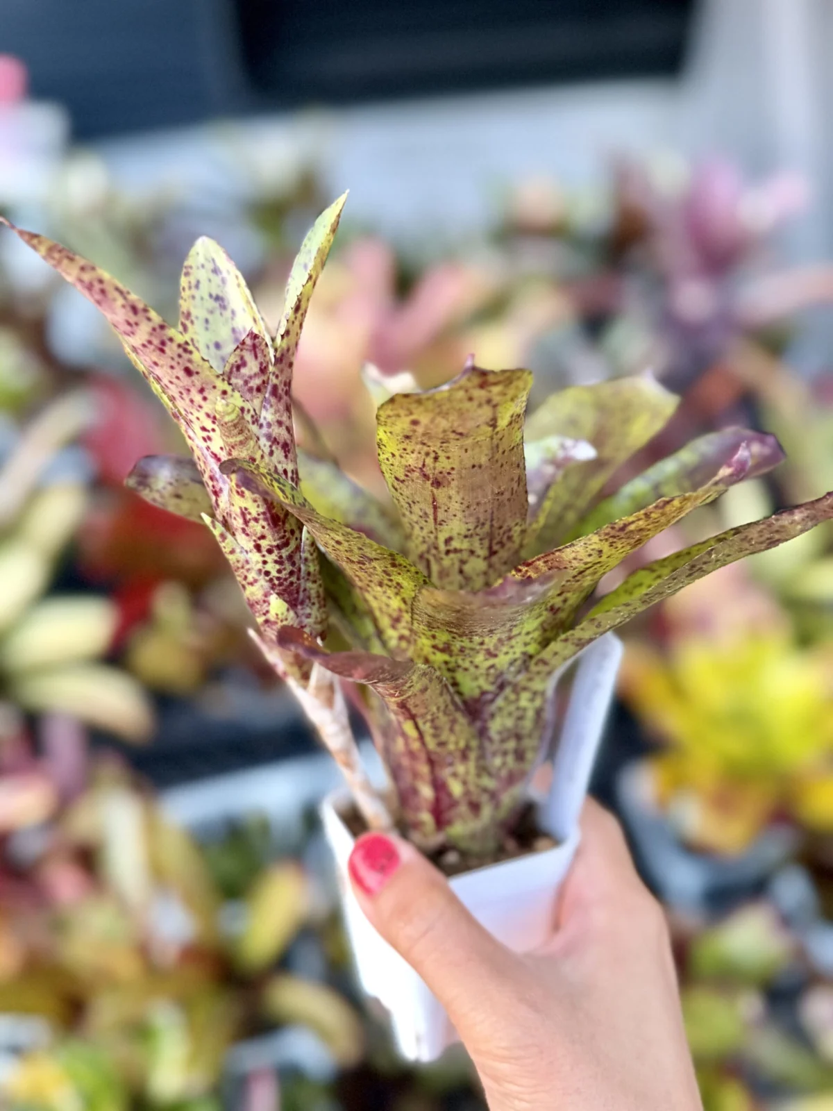 ネオレゲリア　シャムロック