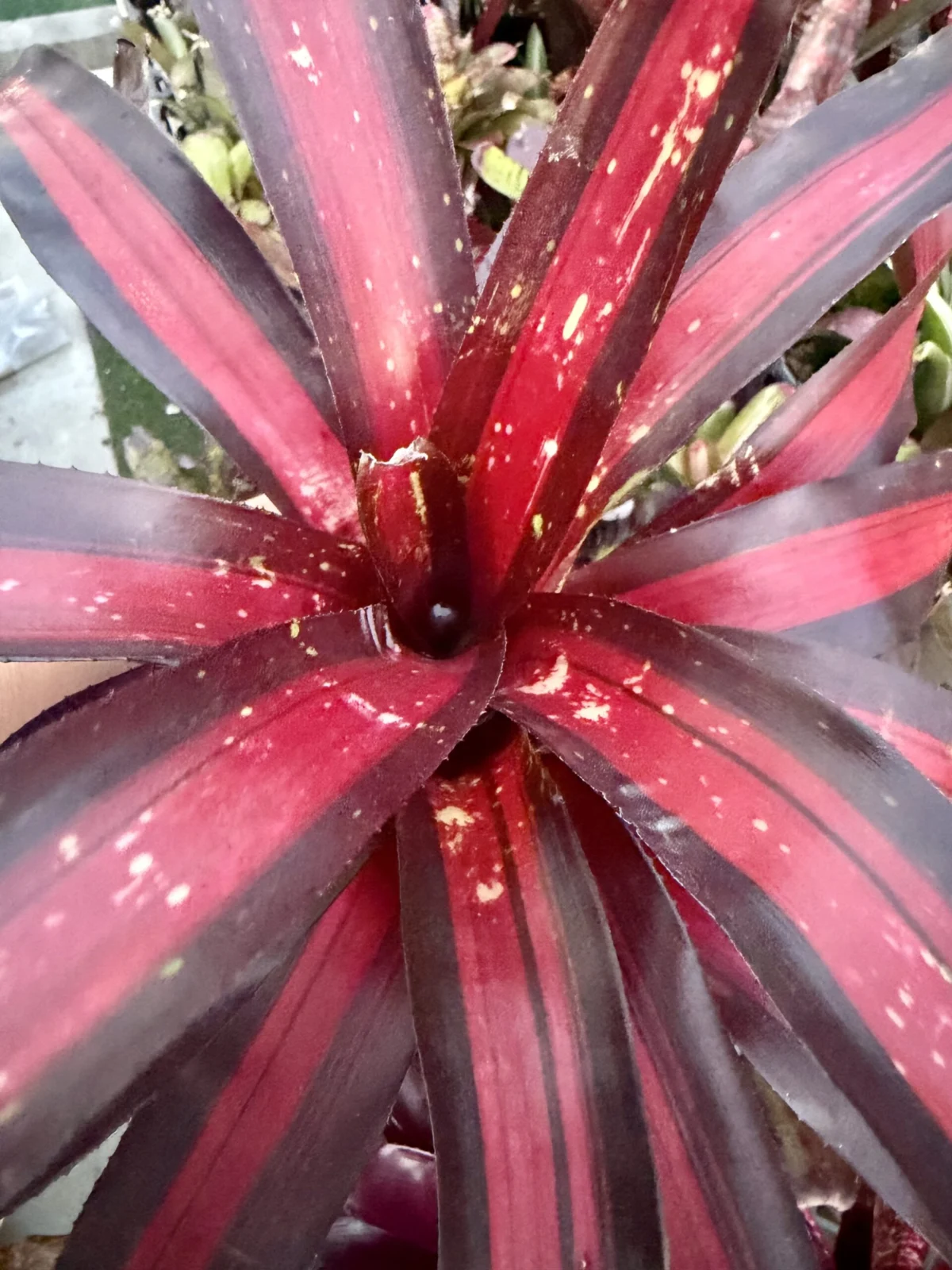 ネオレゲリア　ペミエント