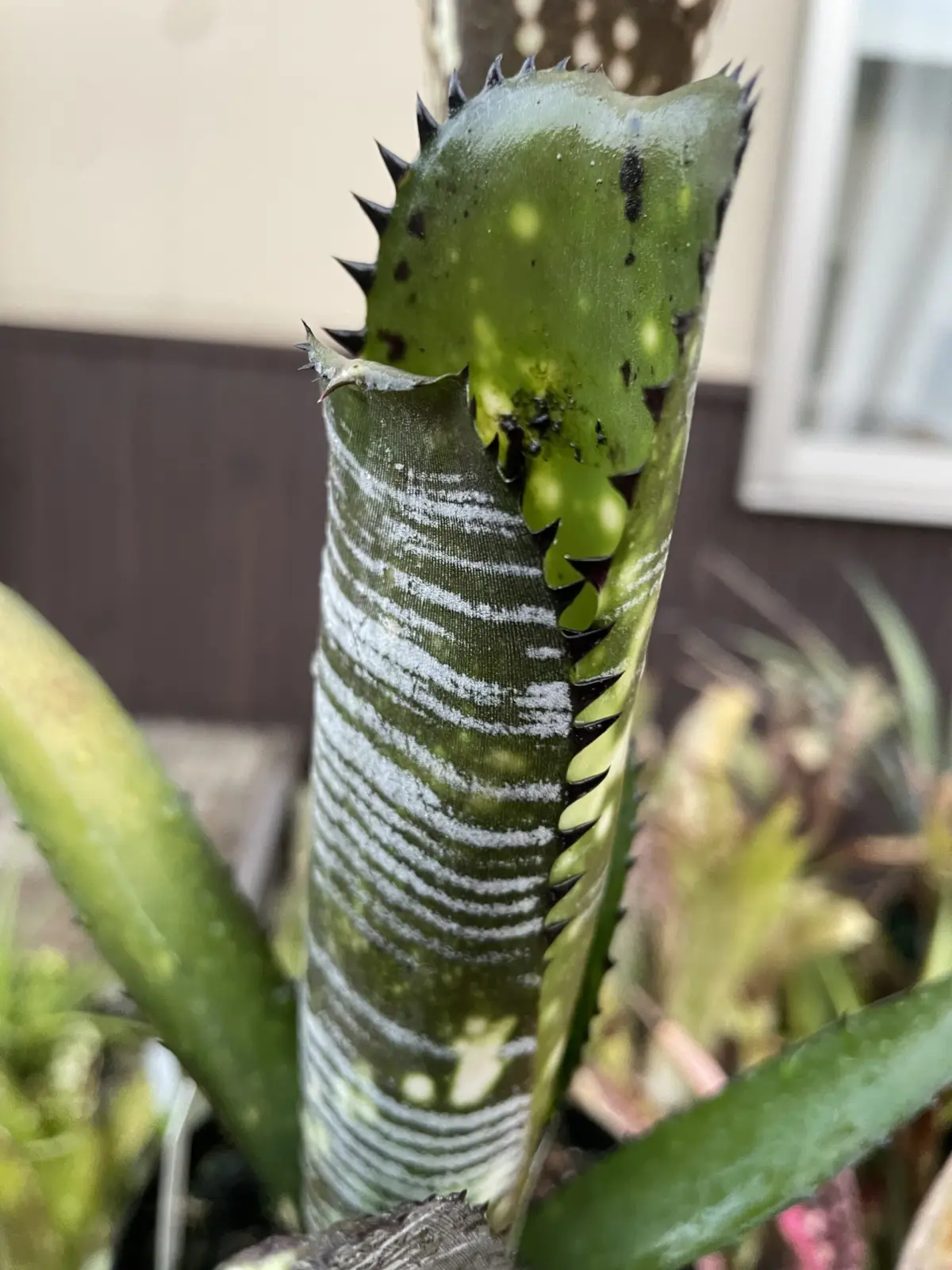 ビルベルギア　ビッタータ　ドミンゴスマルティンス