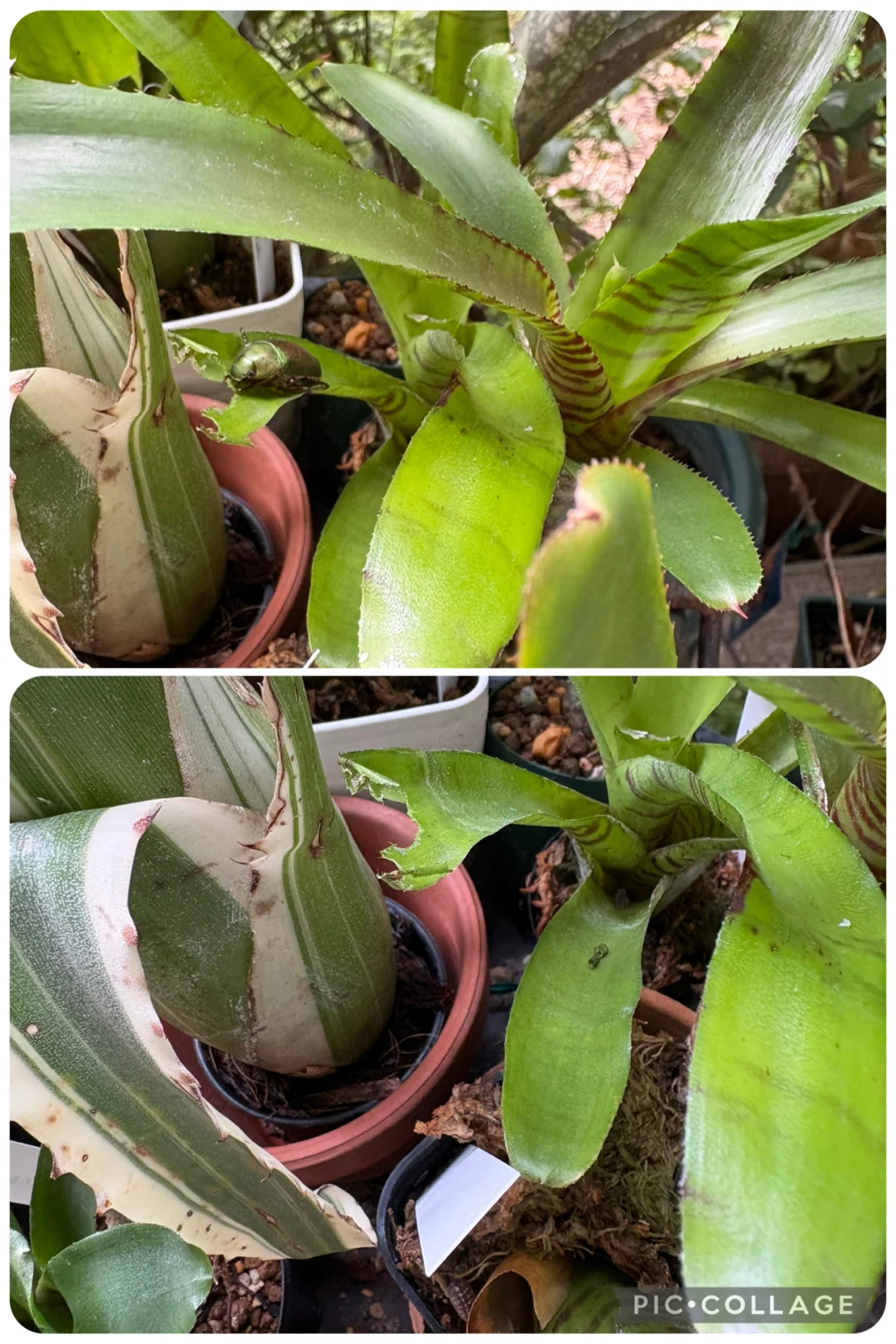 ネオレゲリア イエローゼブラ 害虫 コガネムシ
