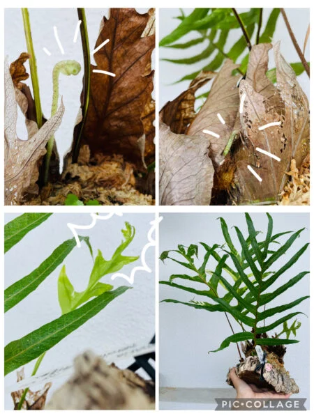 ドリナリア　クエルシフォリア　斑入り　新芽と新葉