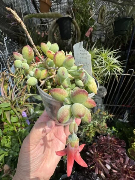 コチレドン　ペンデンス　開花株　多肉植物