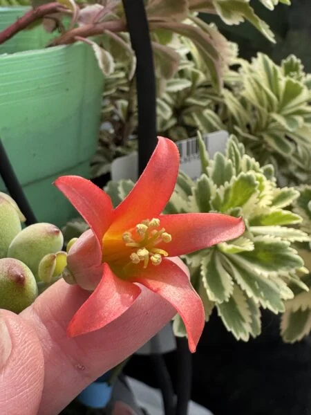 コチレドン　ペンデンス　花　多肉植物