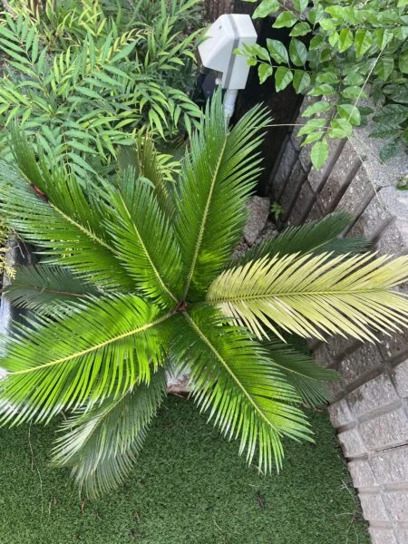 ソテツ