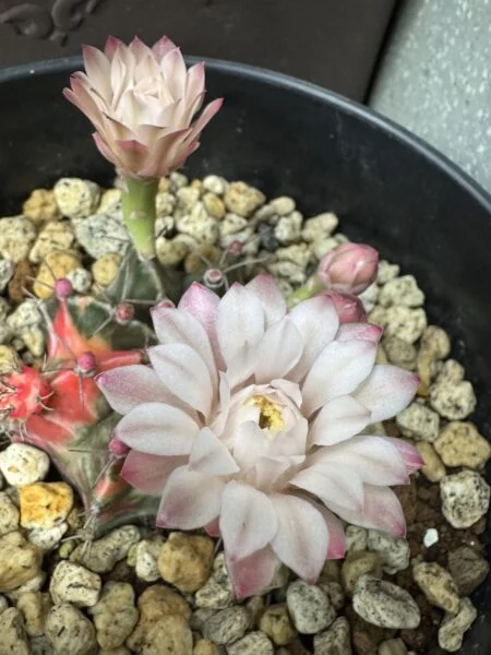 ギムノカリキウム ミハノビッチ 開花株 サボテン 多肉植物