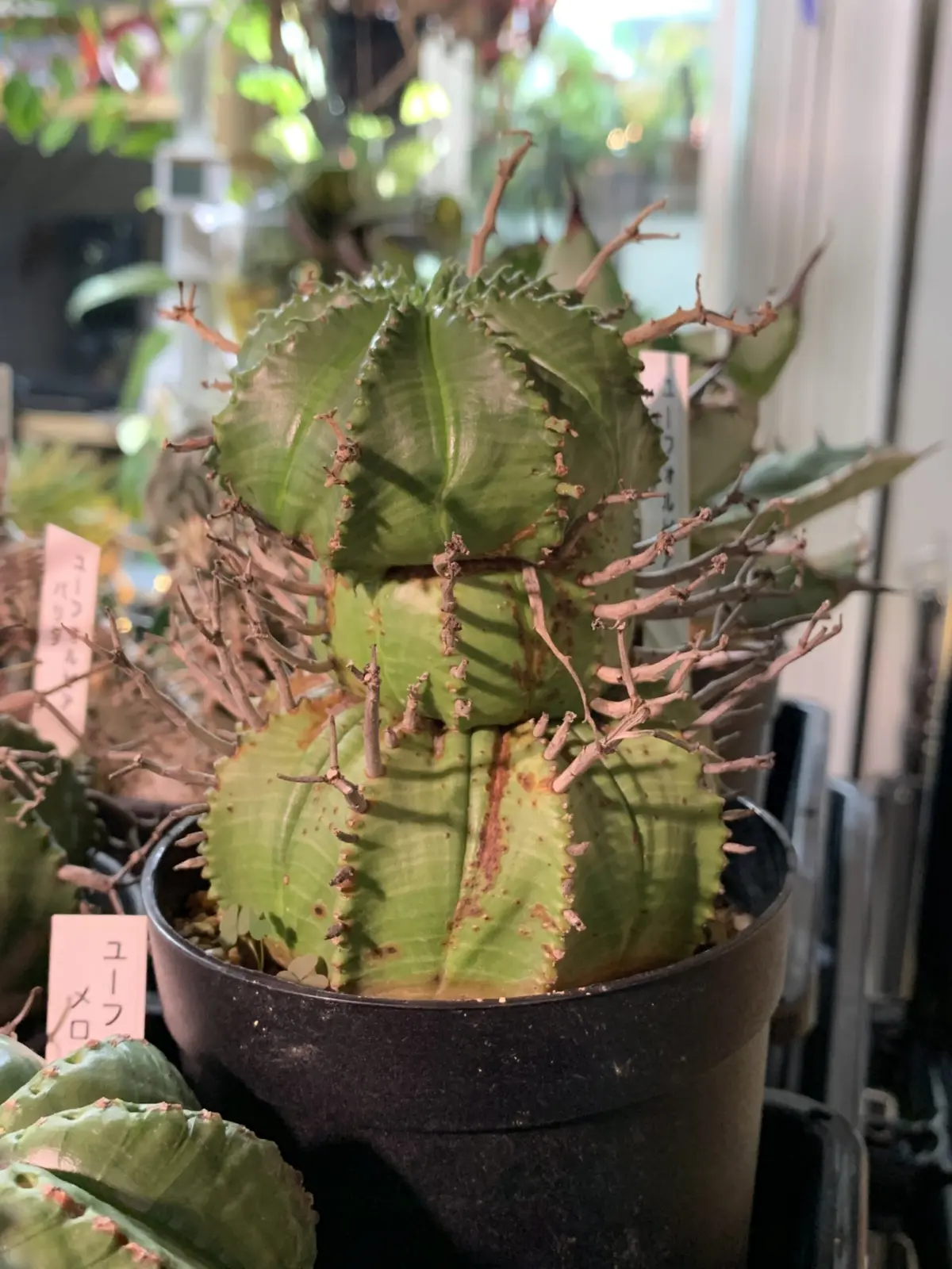 ユーフォルビア　バリダ　雌