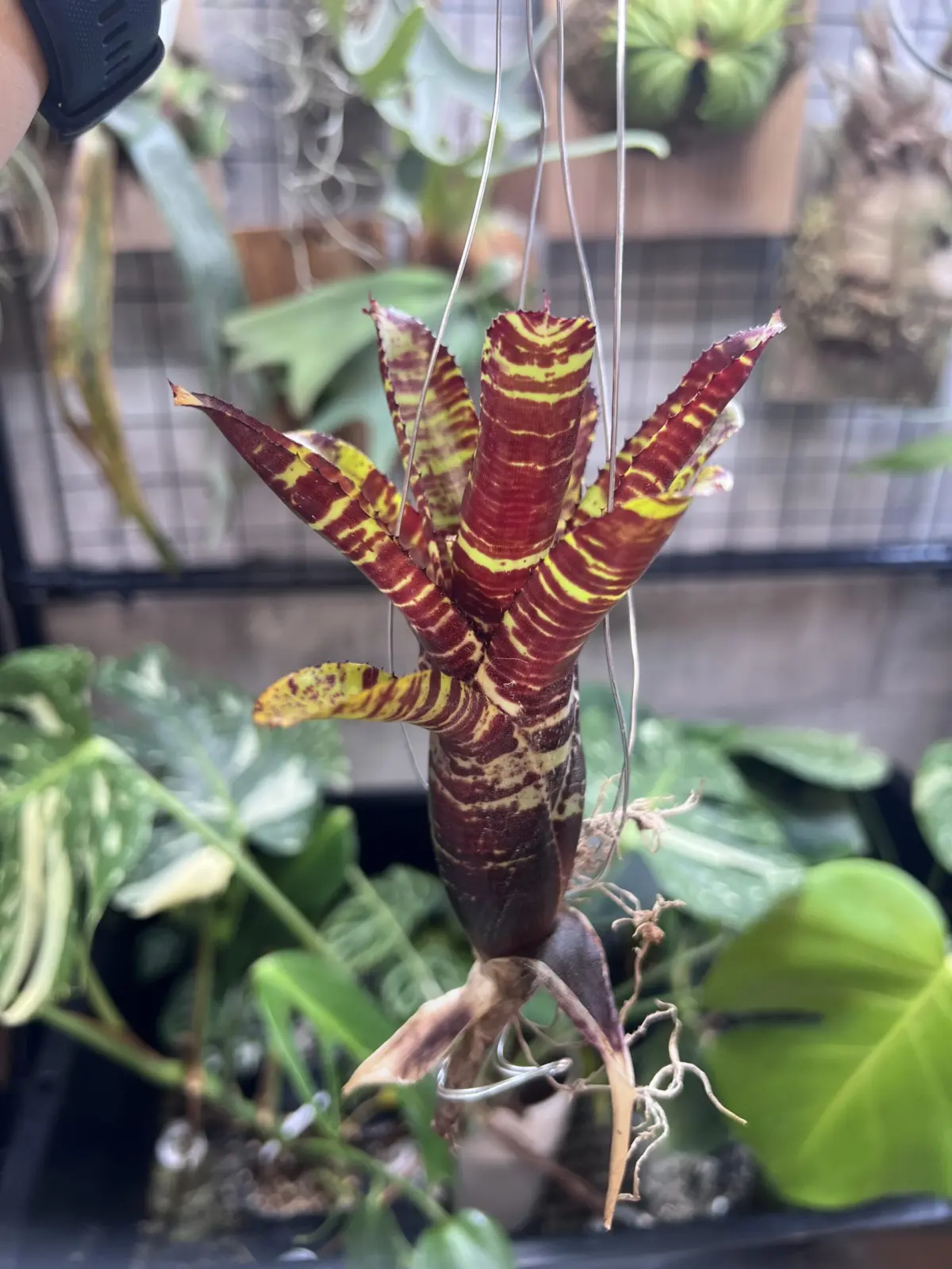 ネオレゲリア　キラービー