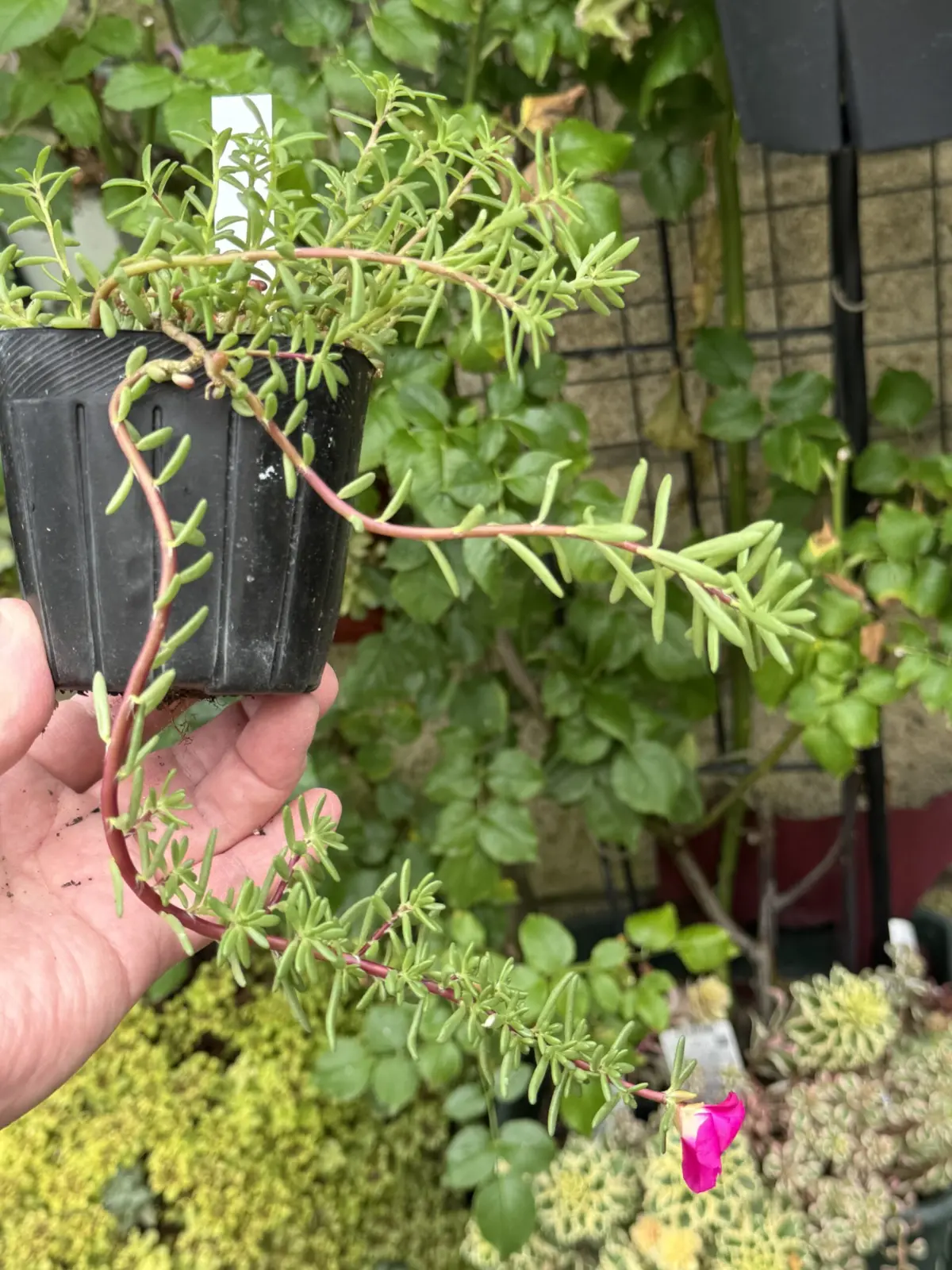 ポーチュラカ　ピンキー　開花株　夏顔　徒長　多肉植物