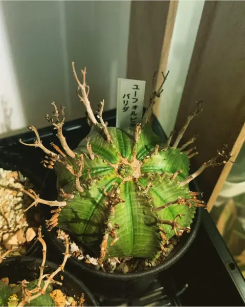 ユーフォルビア バリダ 雌