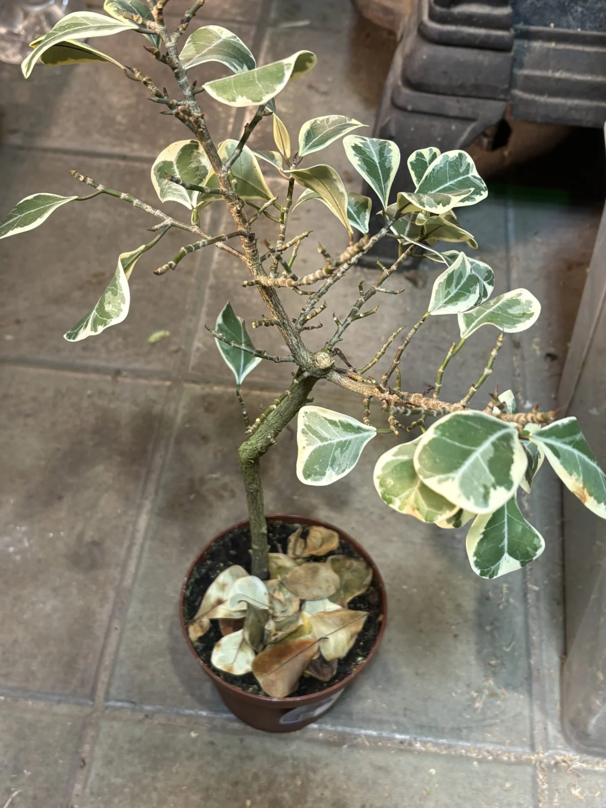 フィカス　トライアンギュラリス　バリエガータ　葉落ち