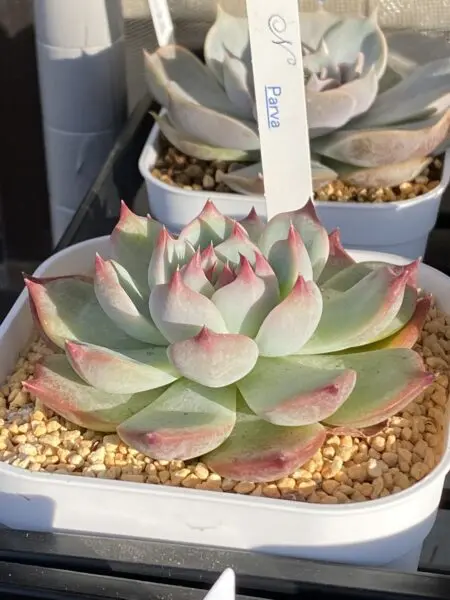 多肉植物 エケベリア パルヴァ