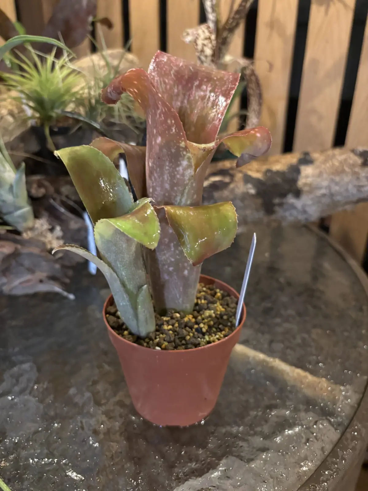 ビルベルギア　テキーラサンセット