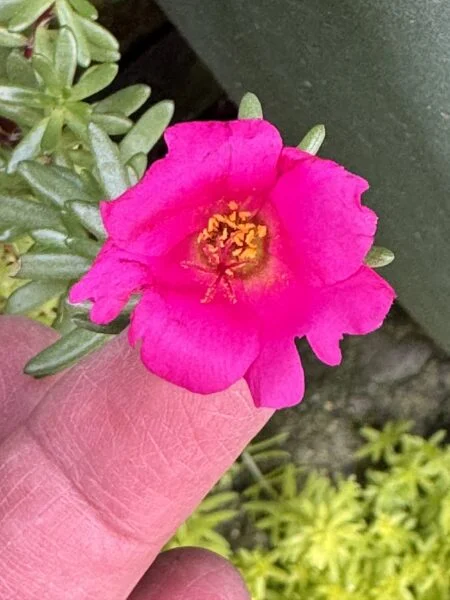 ポーチュラカ　ピンキー　花　多肉植物
