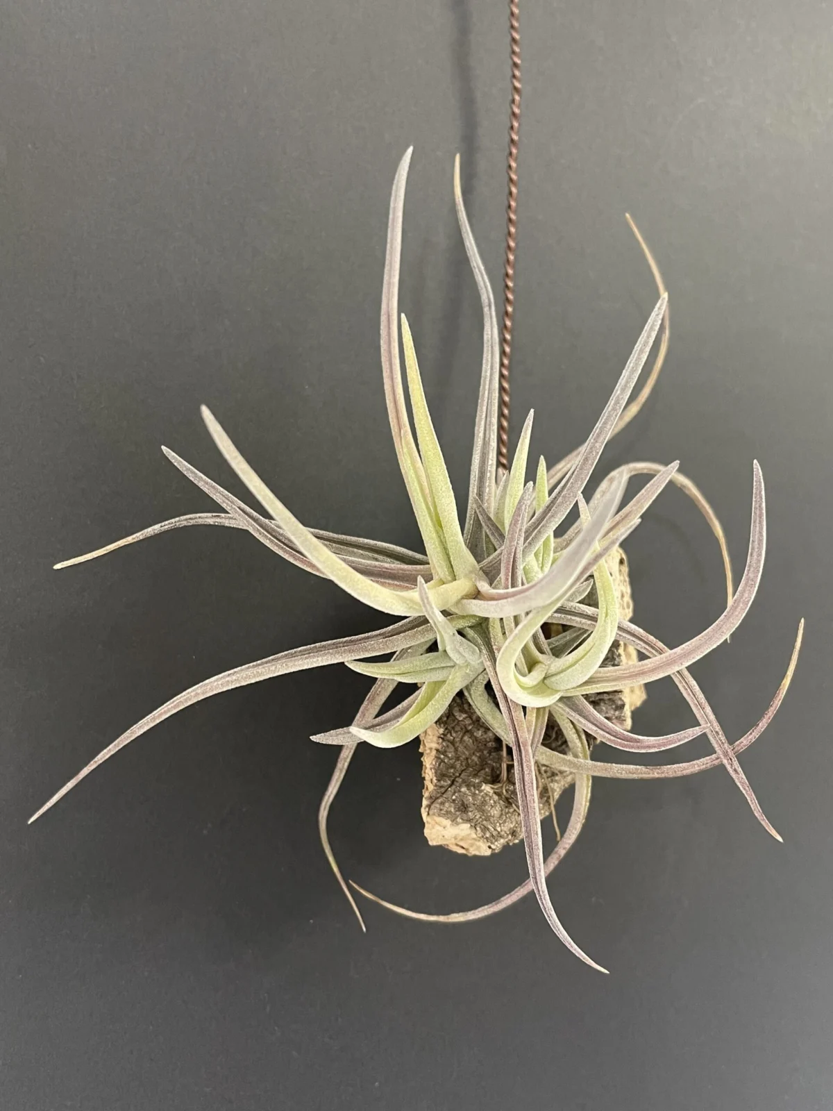 ティランジア　グラブリオール