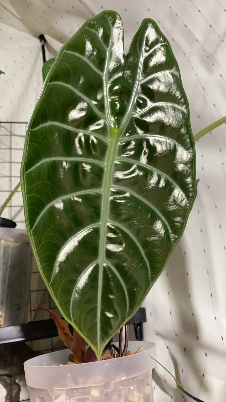 アロカシア　スーヒルマニアナ