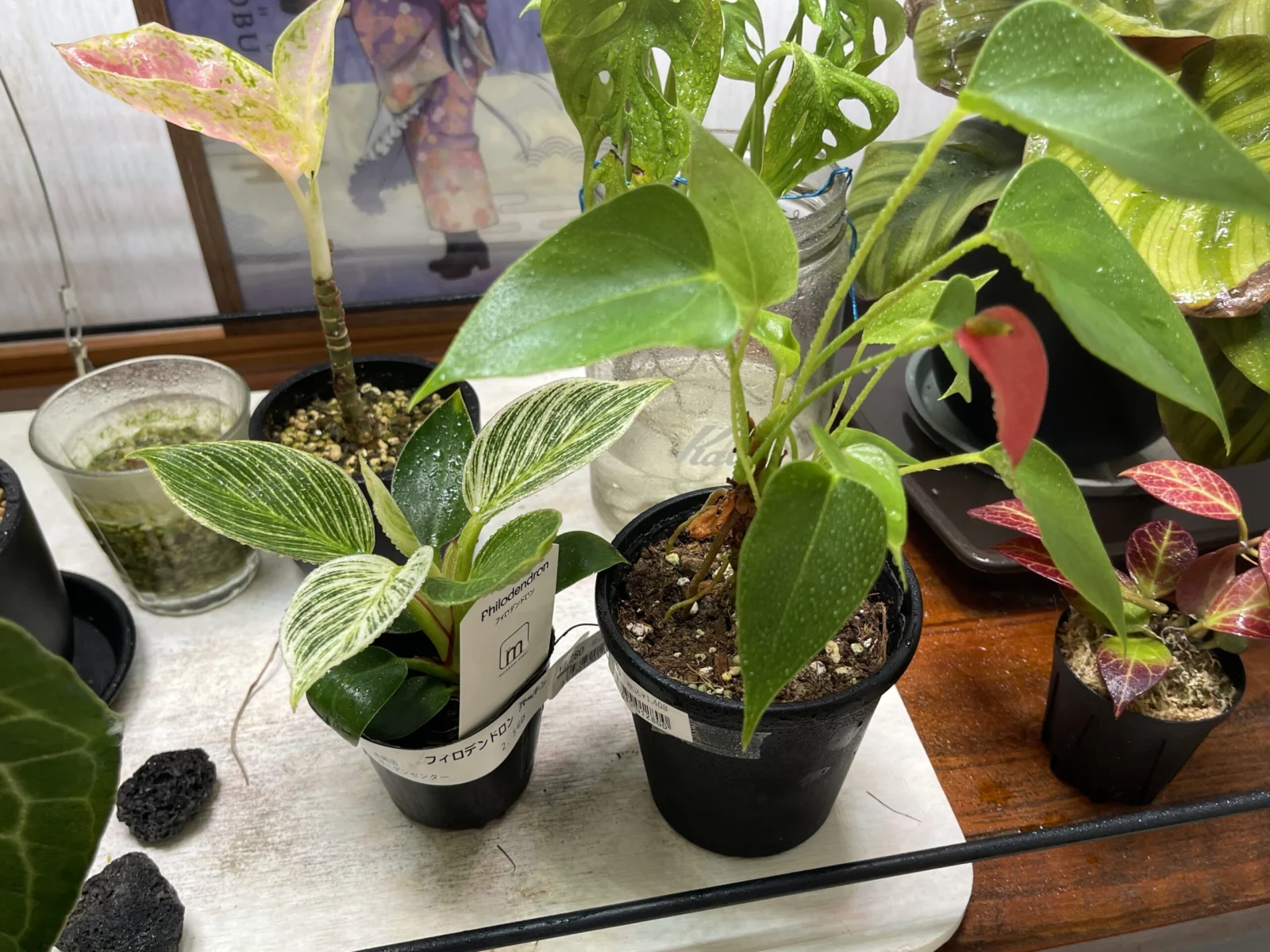 フィロデンドロン　バーキン　ヒメアンスリウム