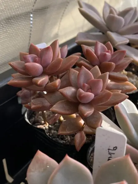 多肉植物 グラフトペタルム ブロンズ姫