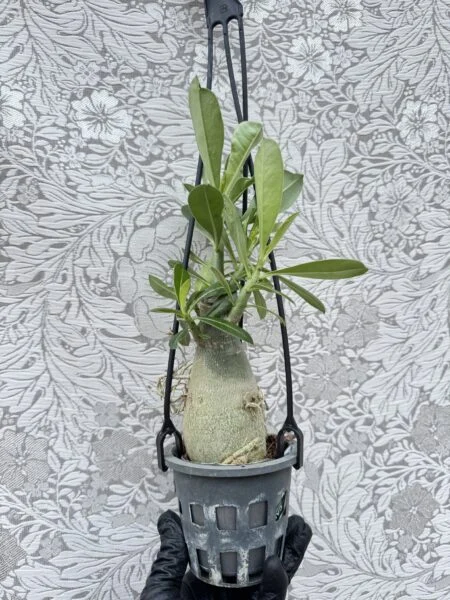 アデニウム 不明種 塊根植物 ホムセン