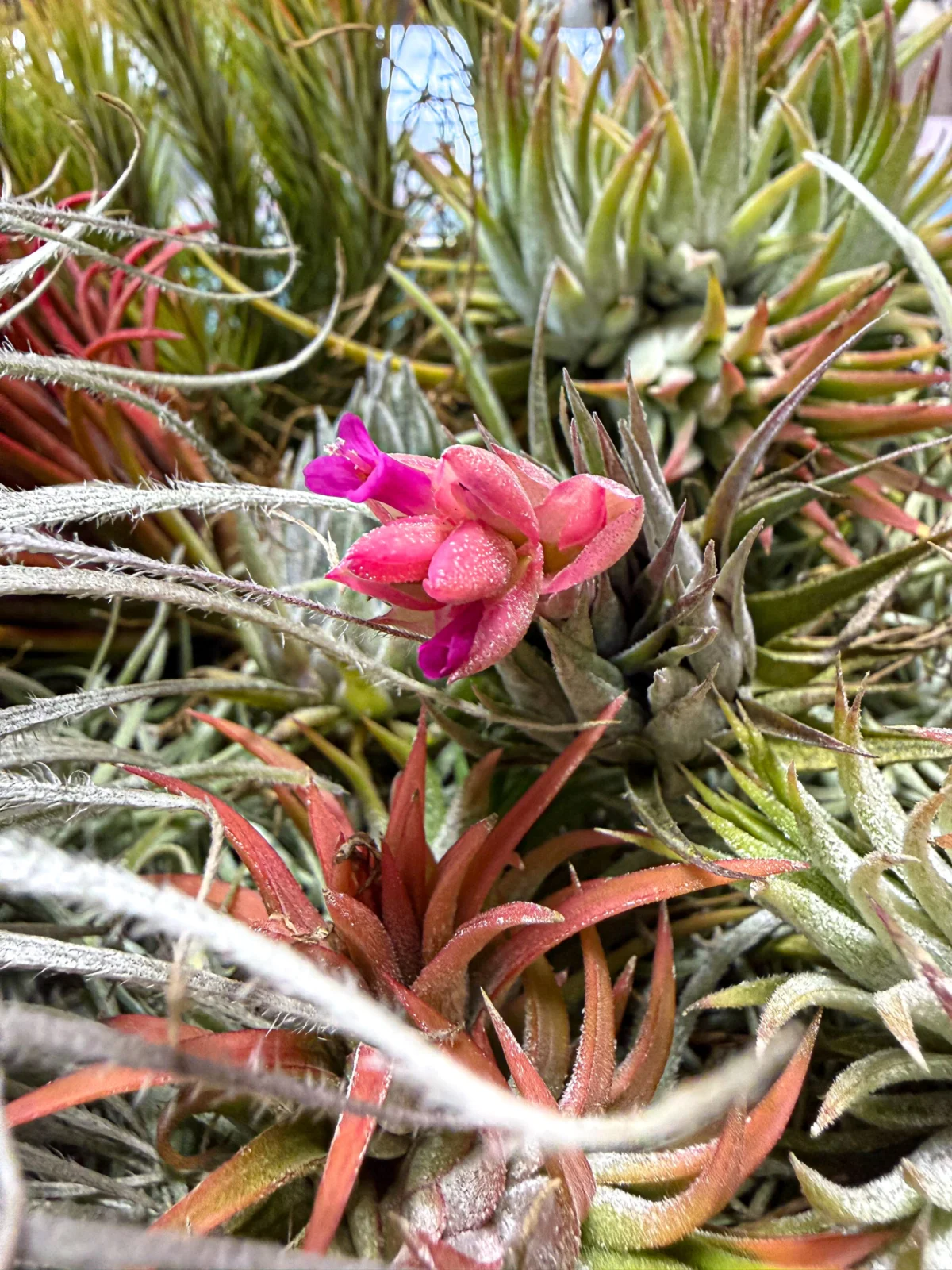 ティランジア ロゼイフローラ 開花