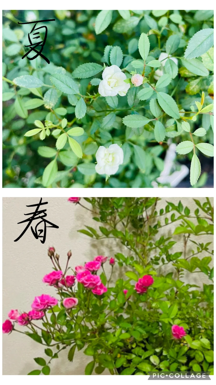 姫バラ　ワンダーファイブ　夏と春の花比較