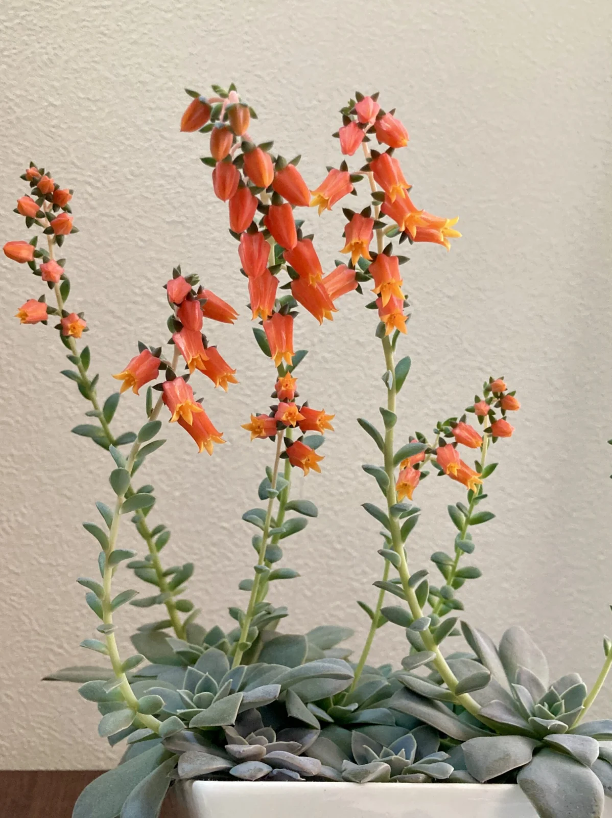 エケベリアリア 銀名色 花 多肉植物