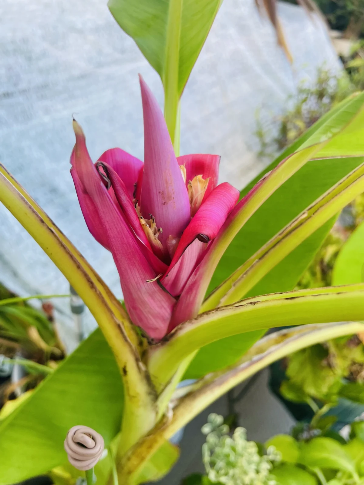 バナナ　アケビバナナ　花