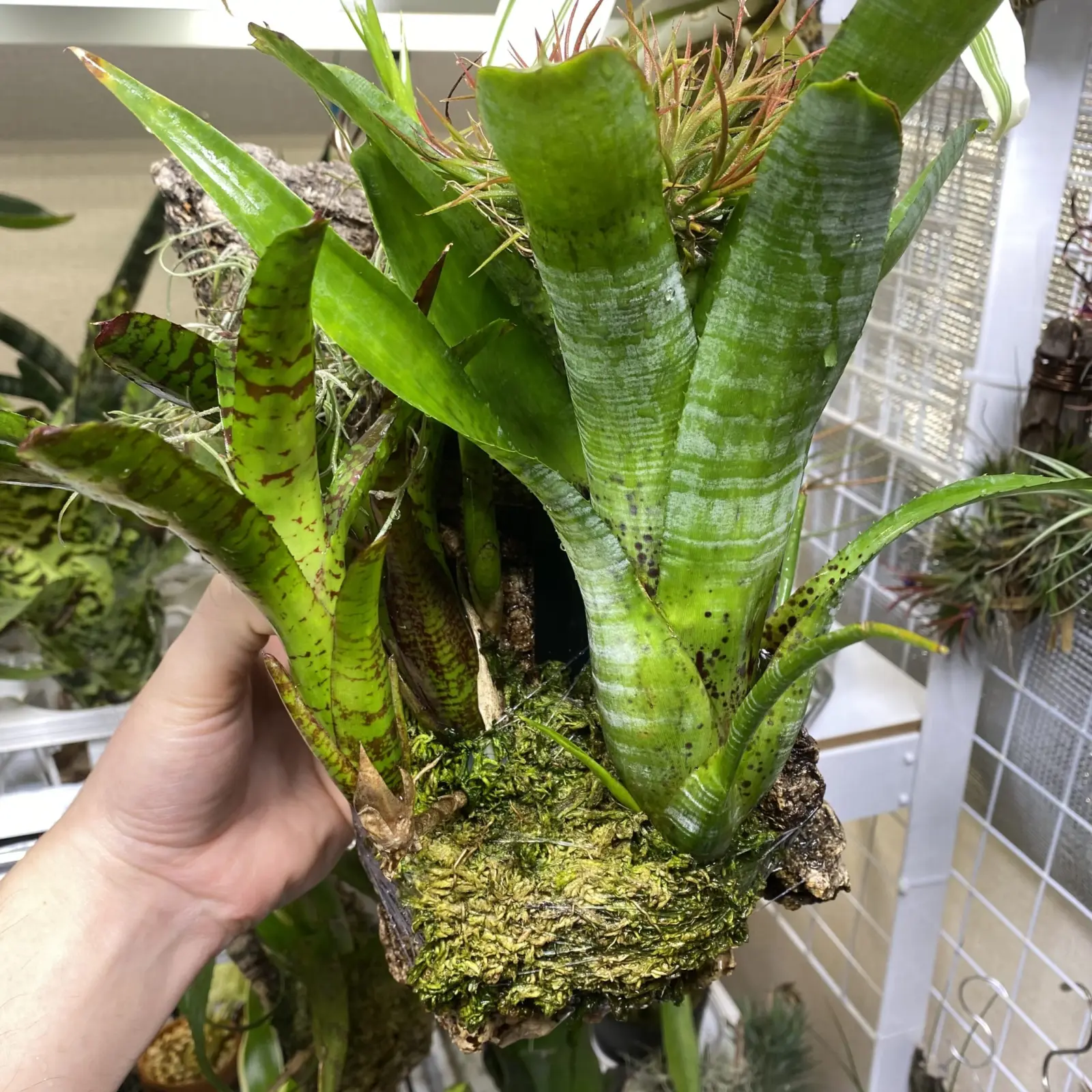 パウシフローラ　ジャイアント　Neoregelia Yankee Doodle