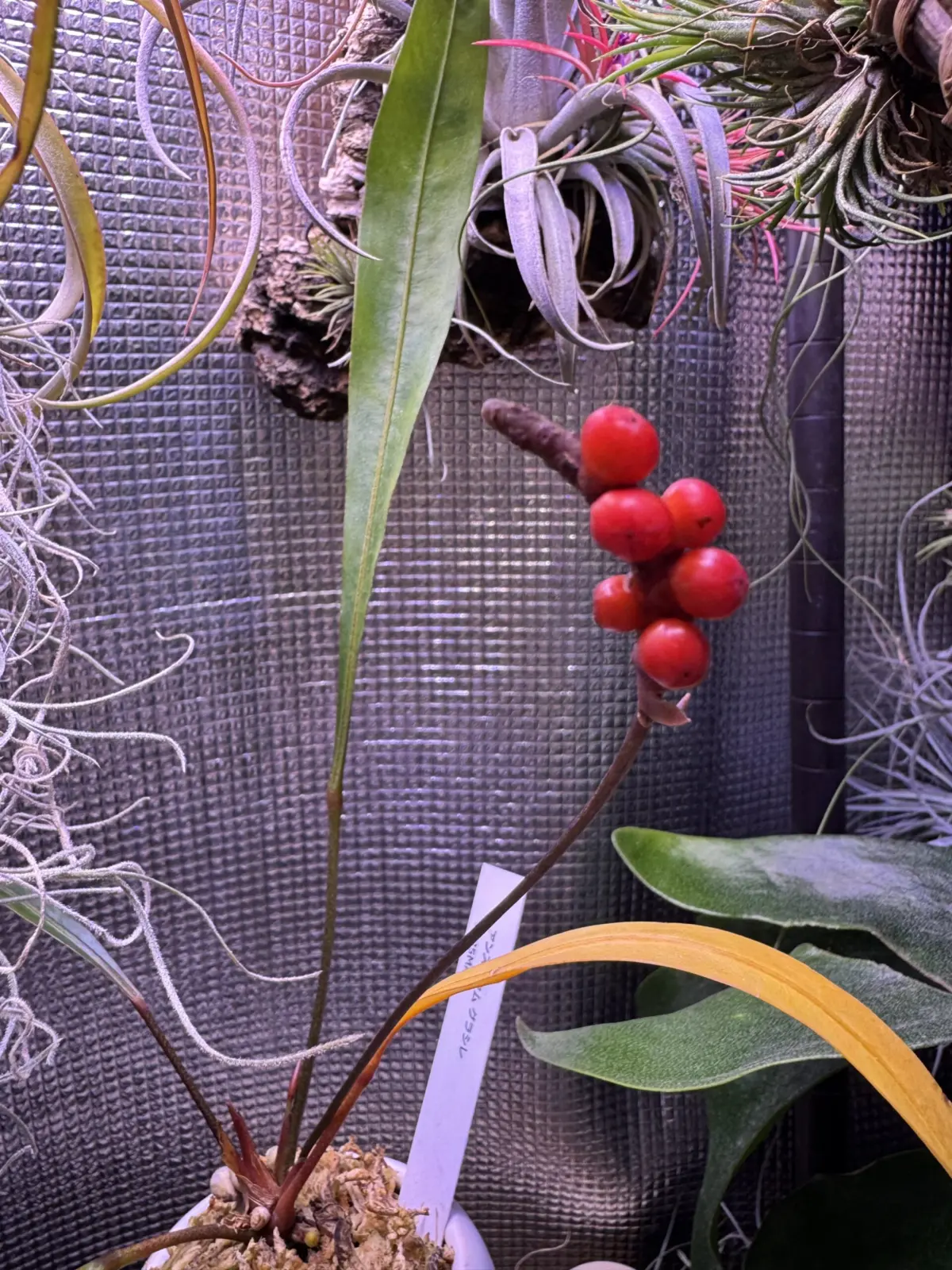 アンスリウム グラシレ 結実