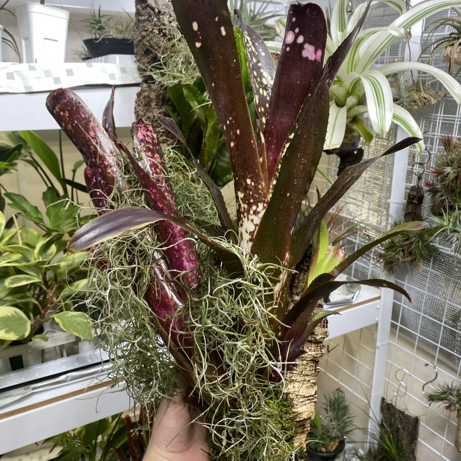 ビルベルギア　ハレルヤ